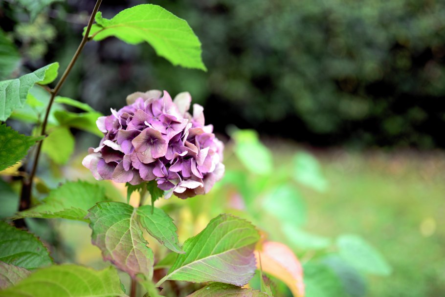 Гортензия крупнолистная с красными листьями