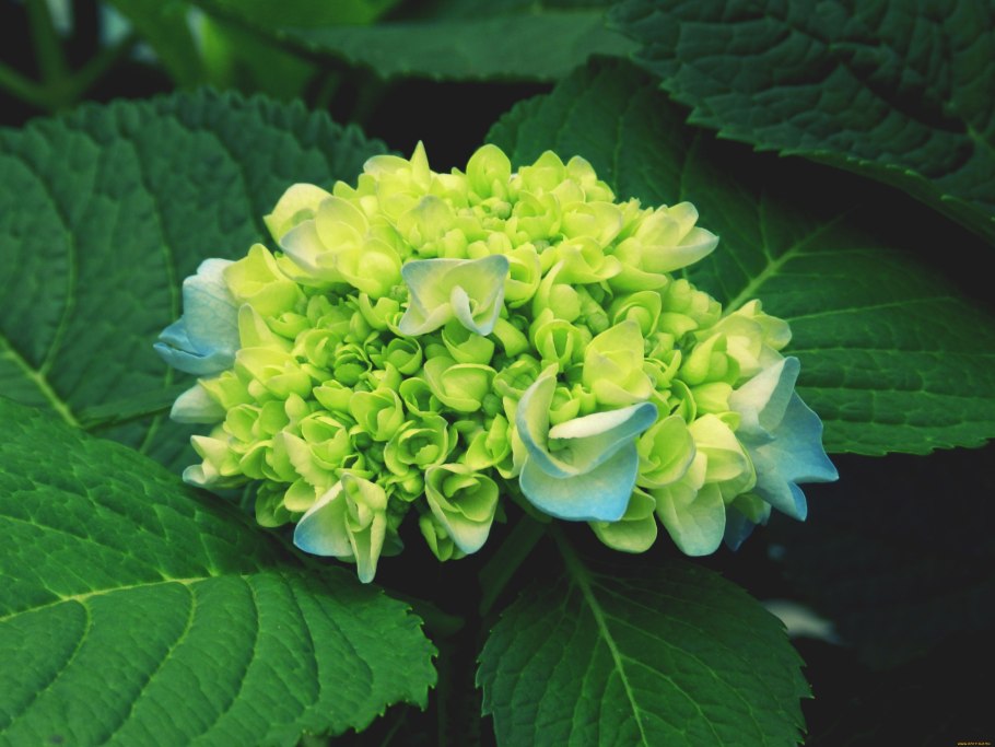 Гортензия древовидная Мэджикал Пинкербелл