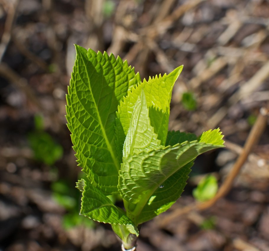 Гортензия зеленая