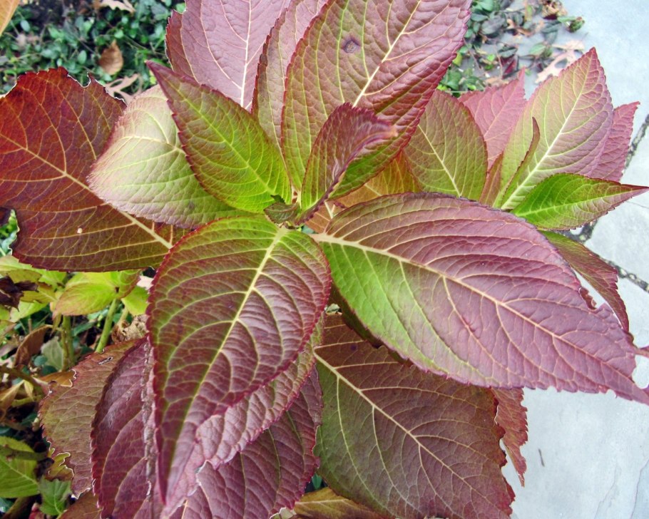 Гортензия Бабушкина