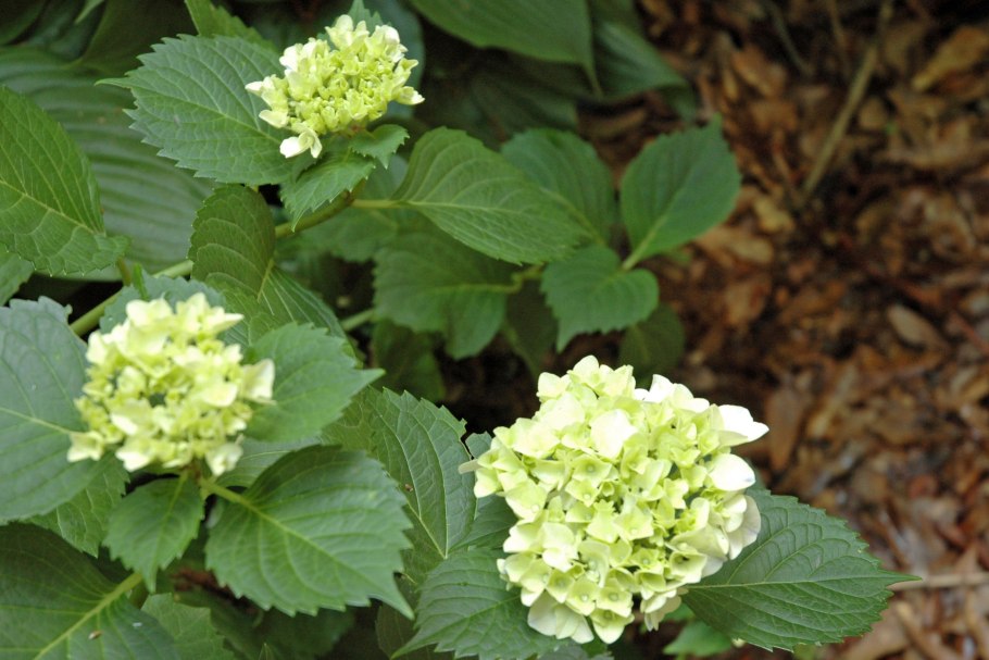 Гортензия метельчатая листья