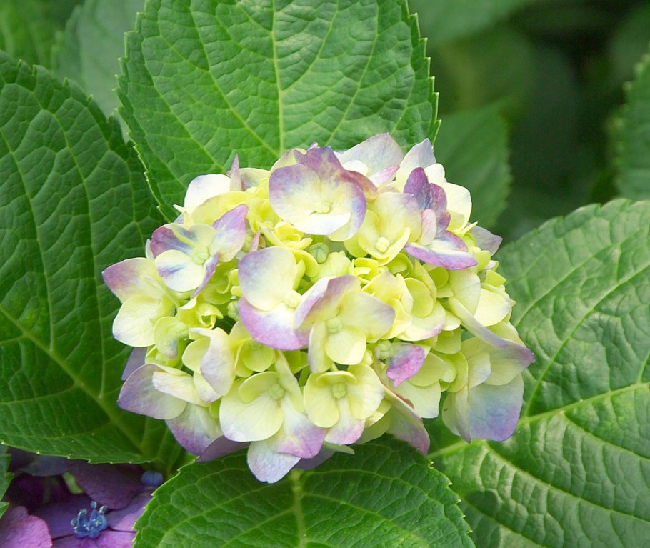 Гортензия крупнолистная 'Deutschland'