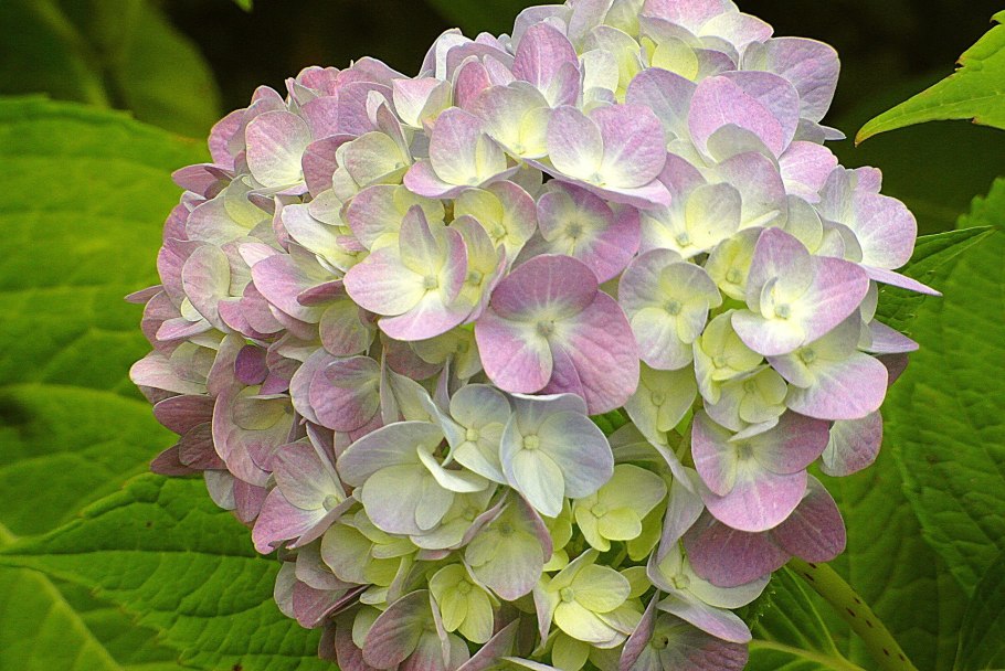 Гортензия плоды