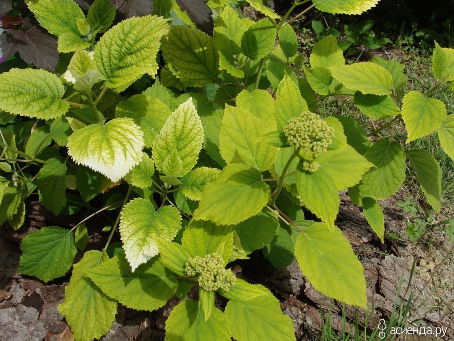 Сноуфлейк вьющаяся гортензия