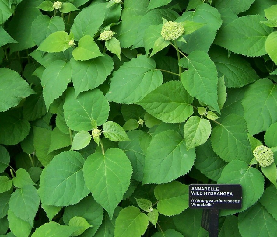 Гортензия крупнолистная Hydrangea macrophylla Candy