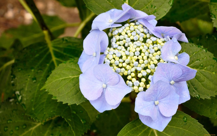 Септориоз гортензии крупнолистной