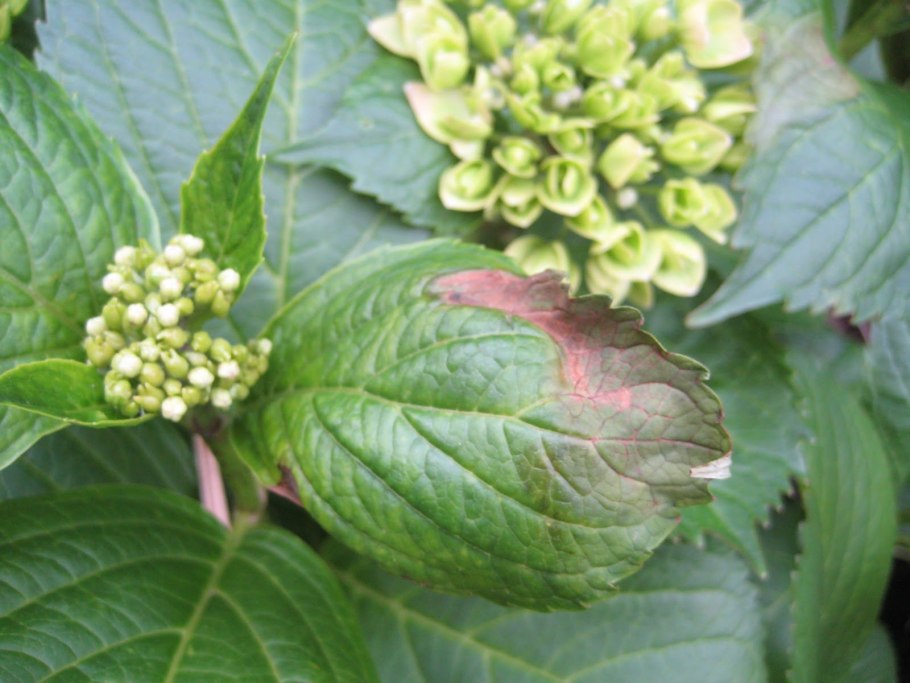 Гортензия Компактум метельчатая