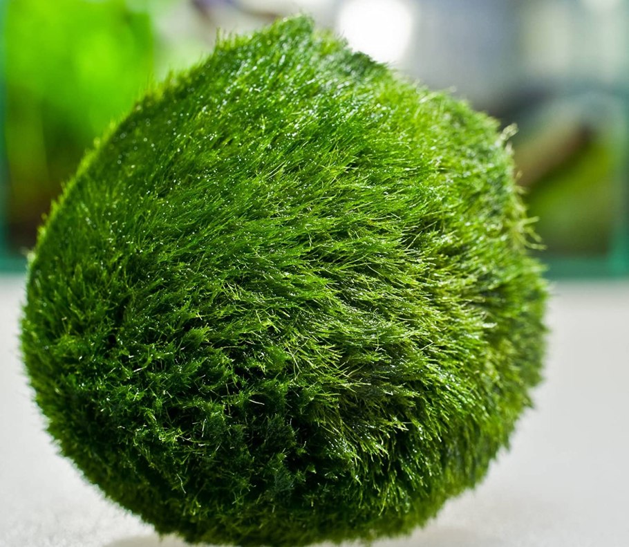 Кладофора шаровидная