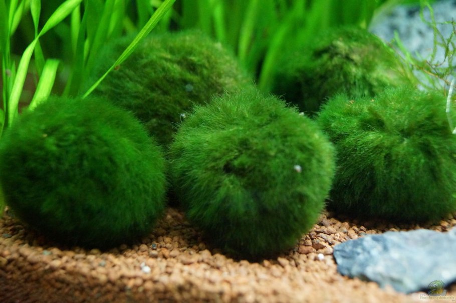 Маримо Мосс водоросль