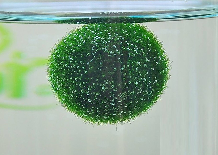 Кладофора водоросль