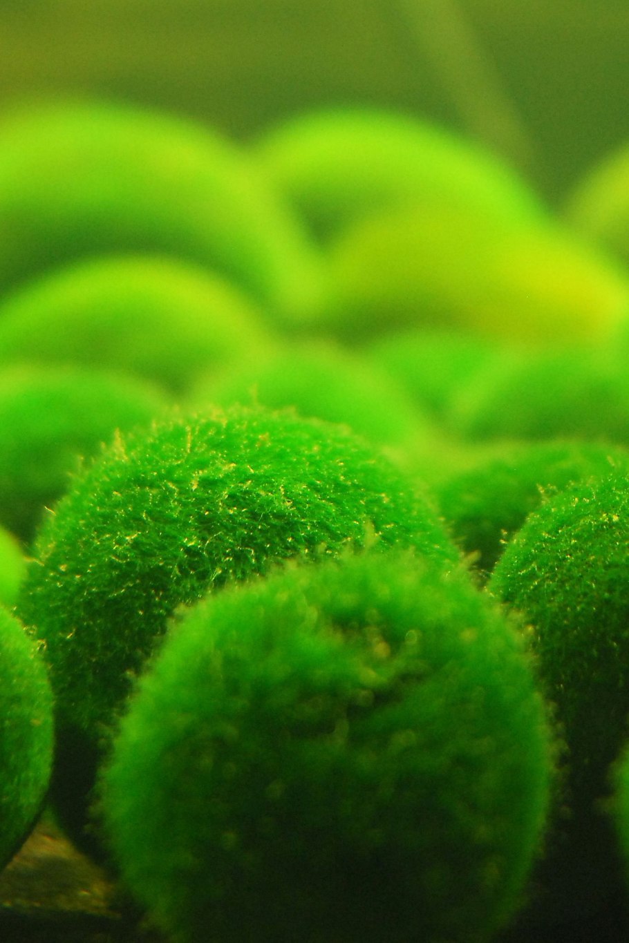 Кладофора шаровидная