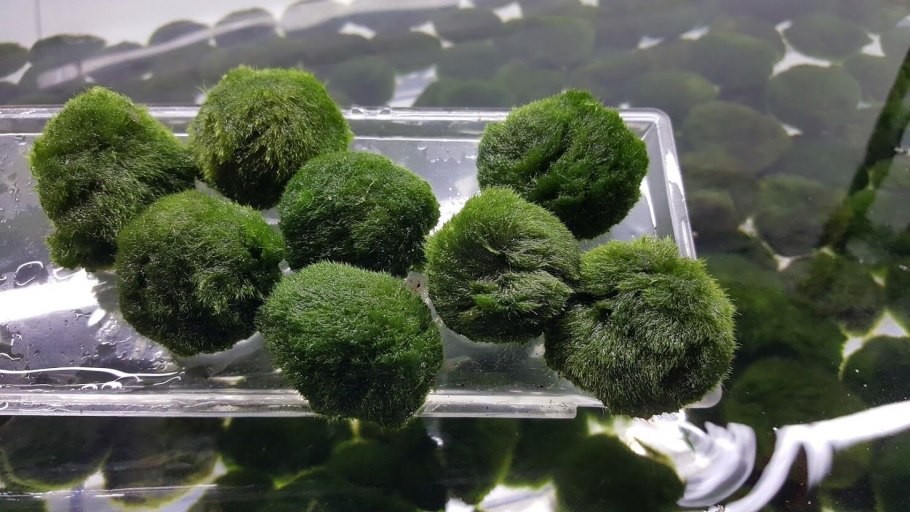 Маримо растение