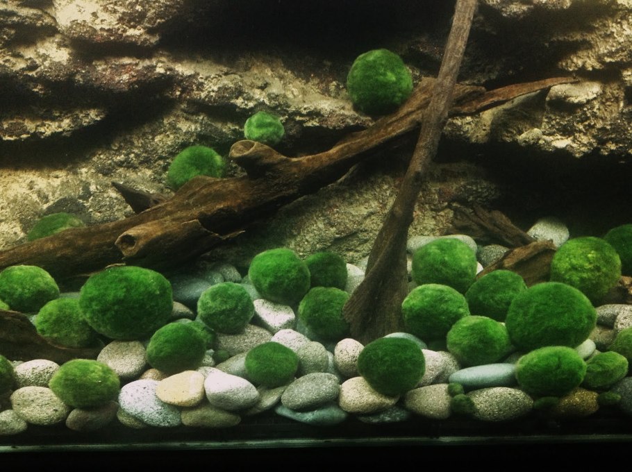 Риччия в акваскейпе