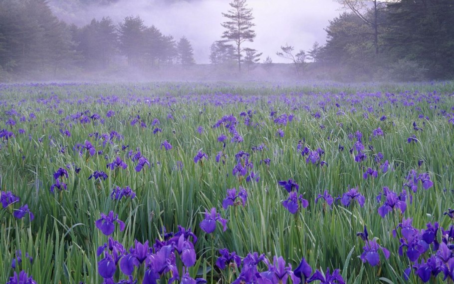 Iris pallida 2007