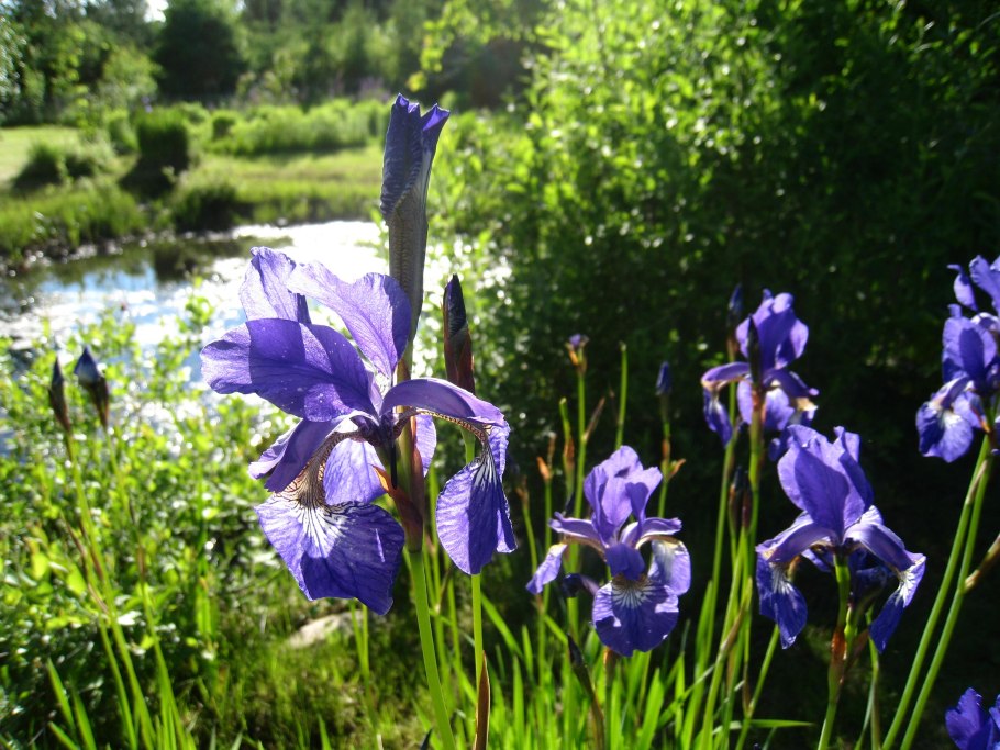 Iris ensata дикорастущий