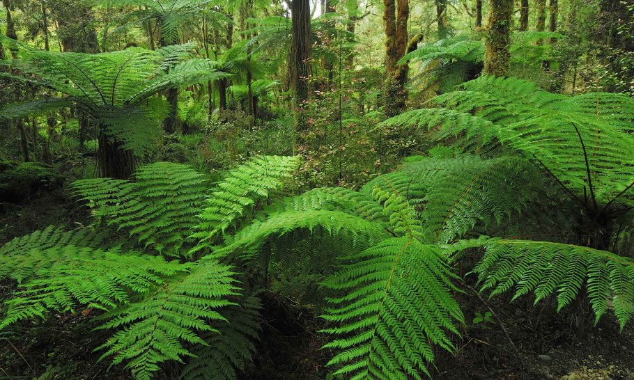 Подлесок папоротники Карелия