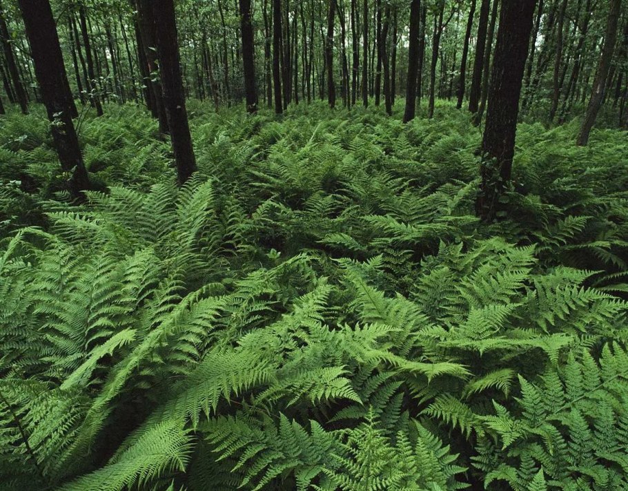 Сад папоротников в Японии