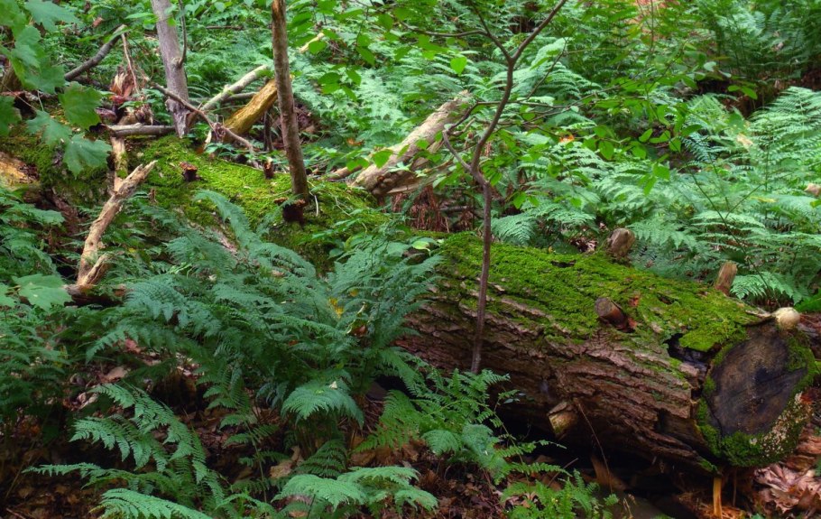 Щитовник Лесной мох