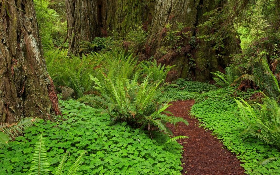 Высшие сосудистые растения