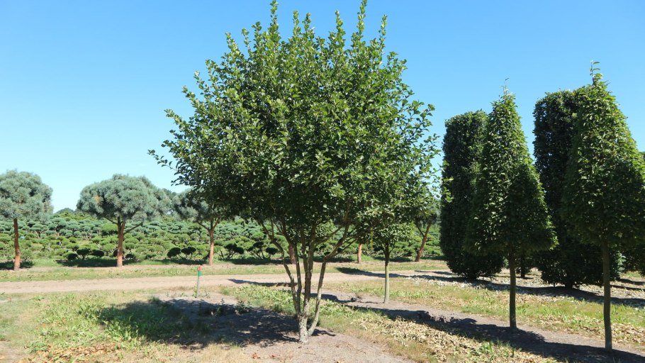 Боярышник сливолистный зонт