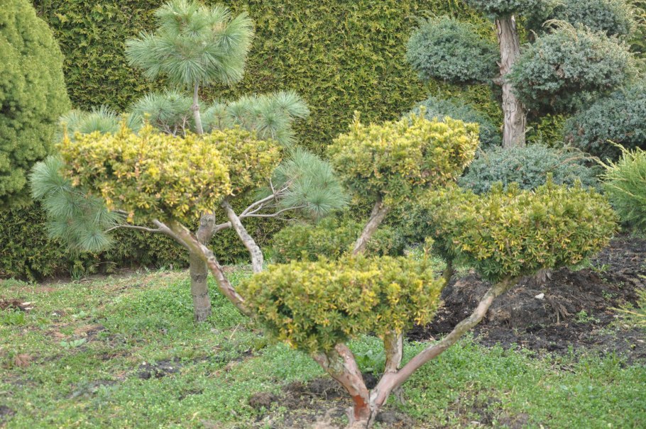 Боярышник обыкновенный кустарник