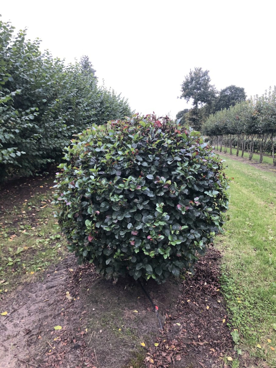 Боярышник сливолистный формированный