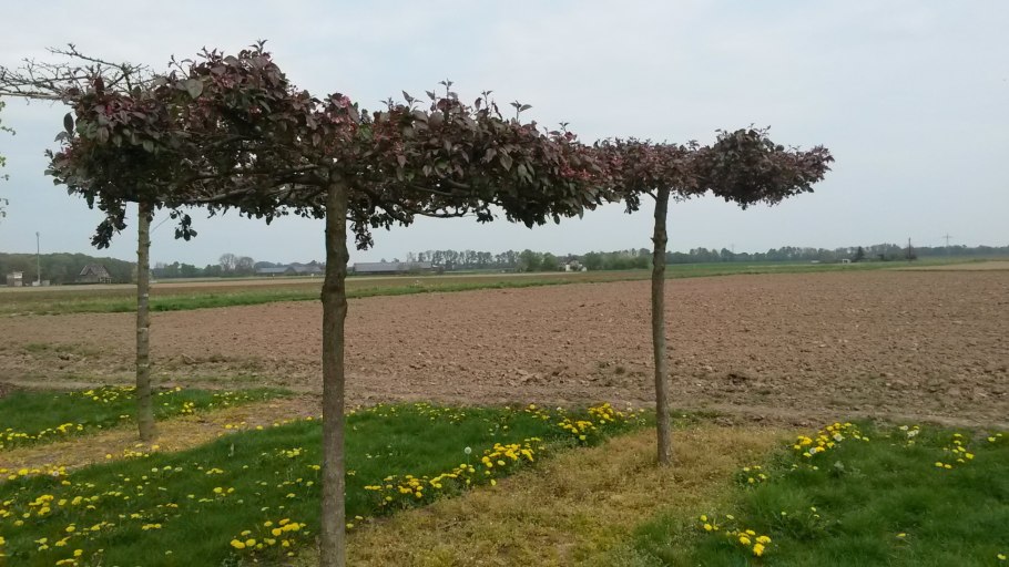 Боярышник сливолистный куст