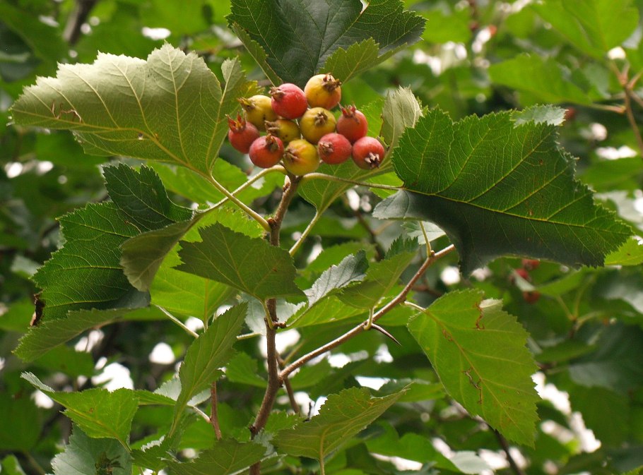 Боярышник Арнольда Crataegus arnoldiana