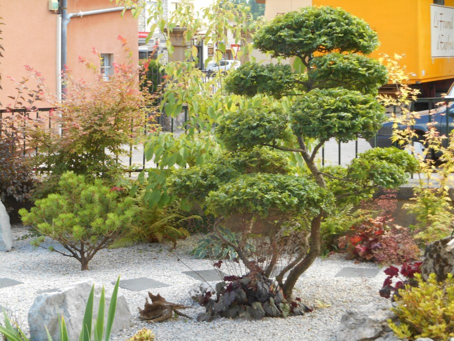 Боярышник мягковатый питомник