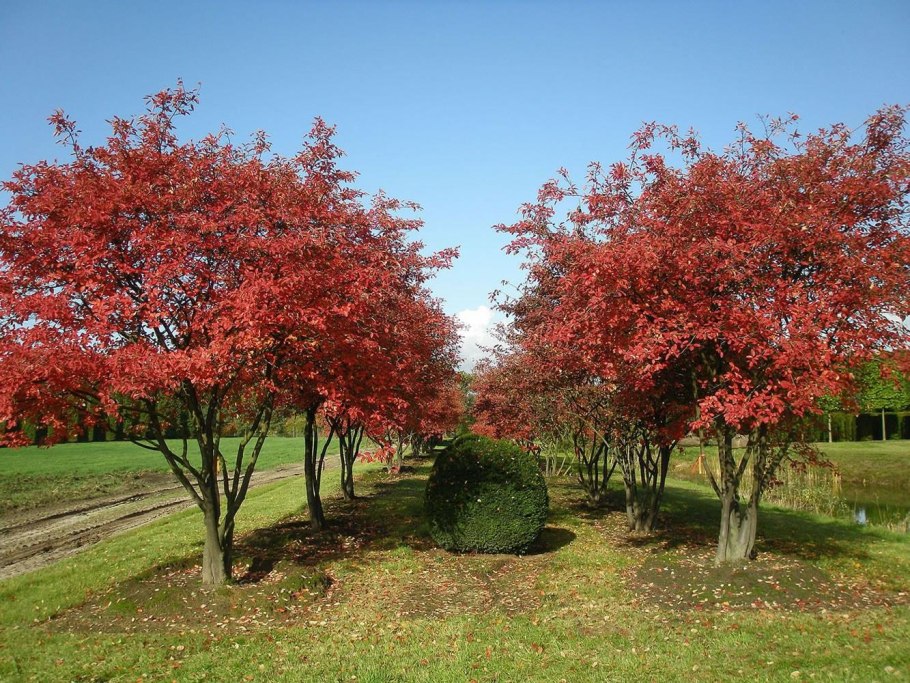 Боярышник сливолистный на штамбе