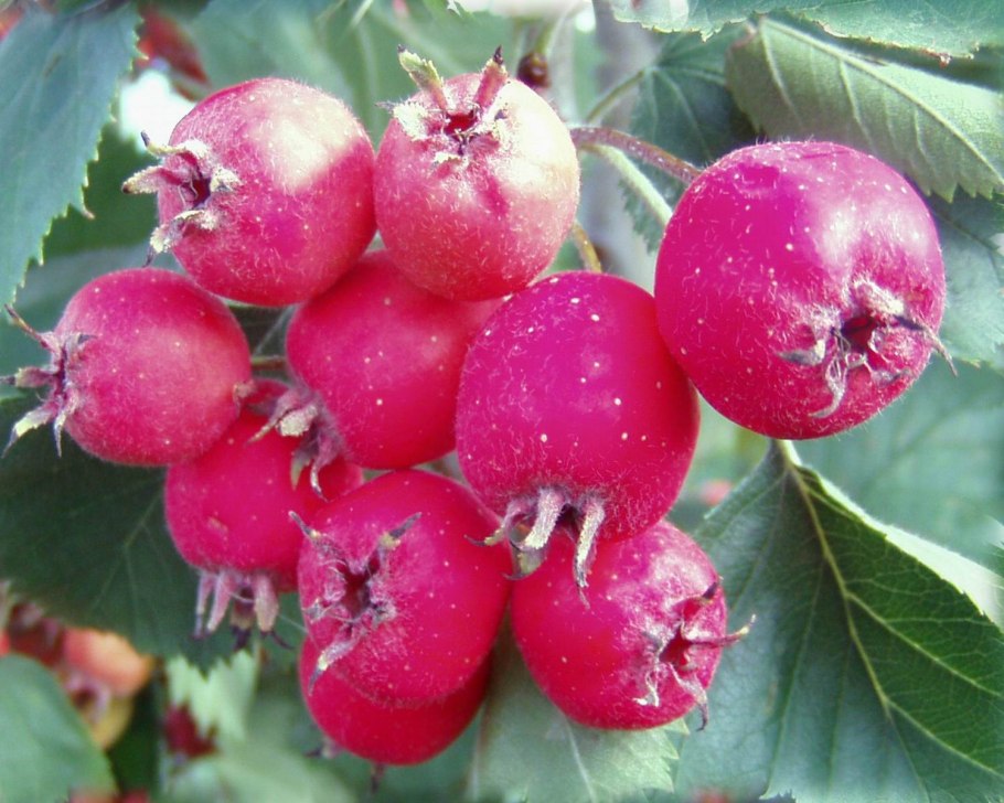 Боярышник пассифлора боярышник