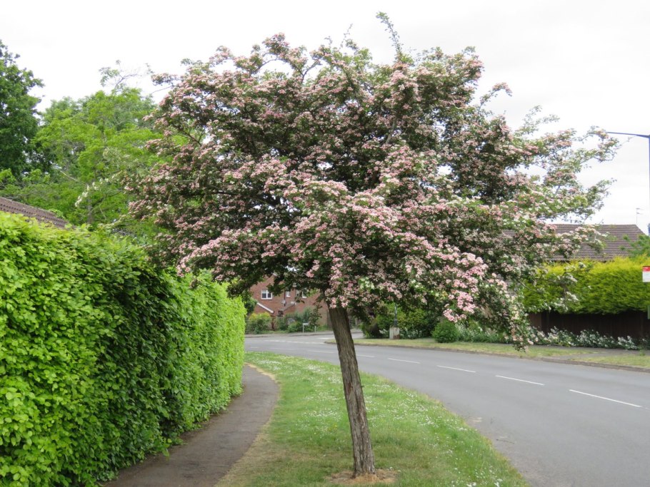 Клен Глобозум