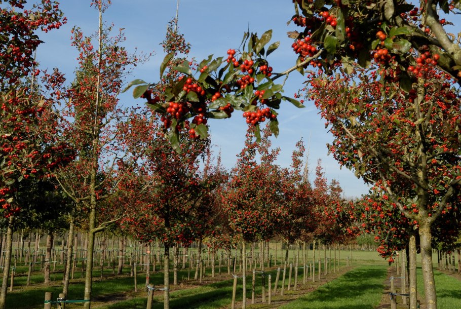 Настойка пион боярышник валериана пустырник Корвалол