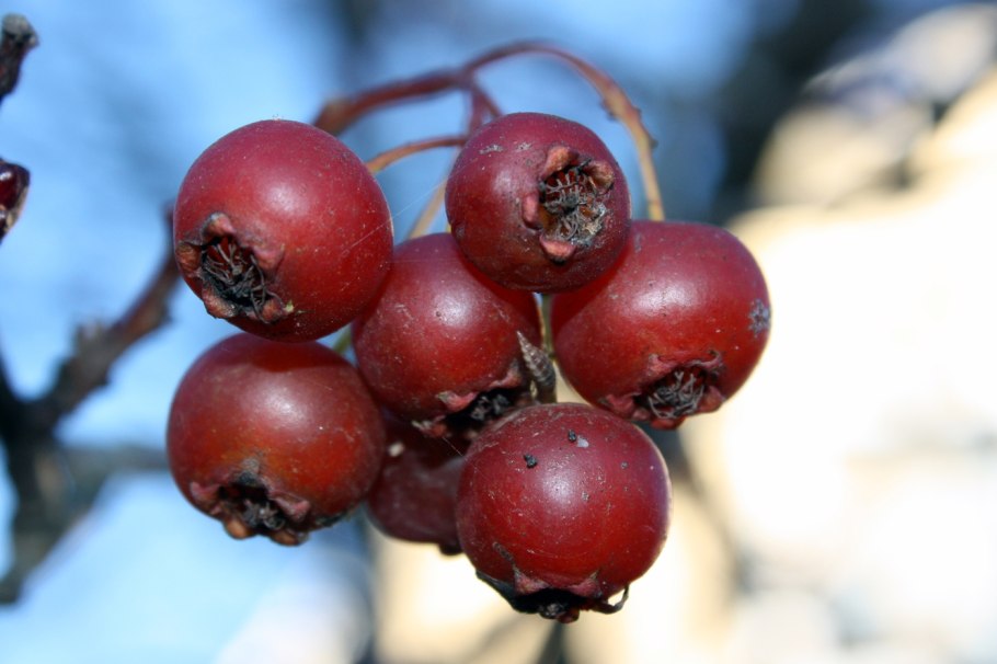 Боярышник таблетки для рассасывания натур продукт