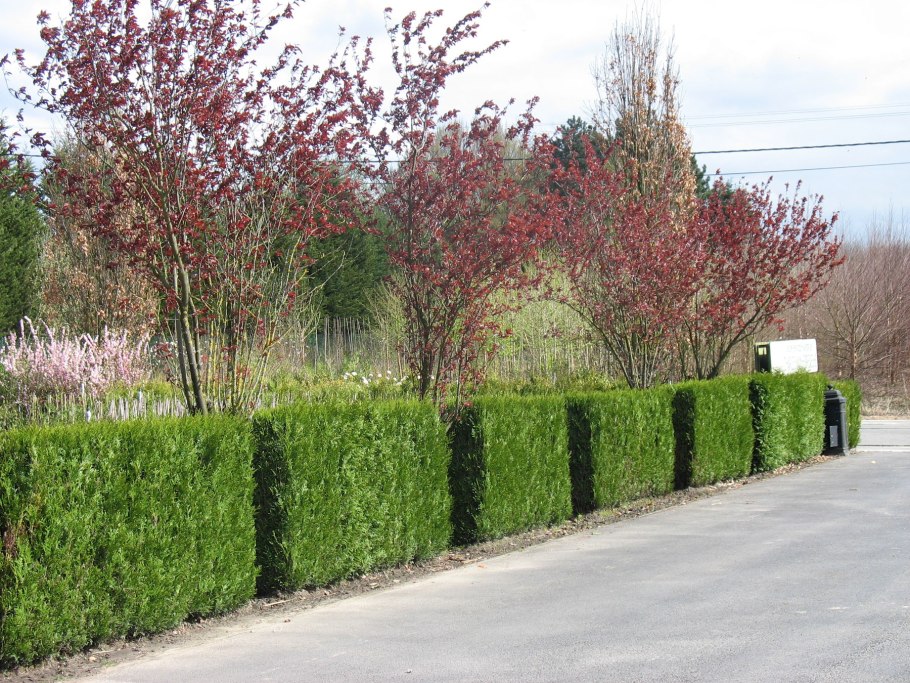 Боярышник Сибирский Crataegus sanguinea