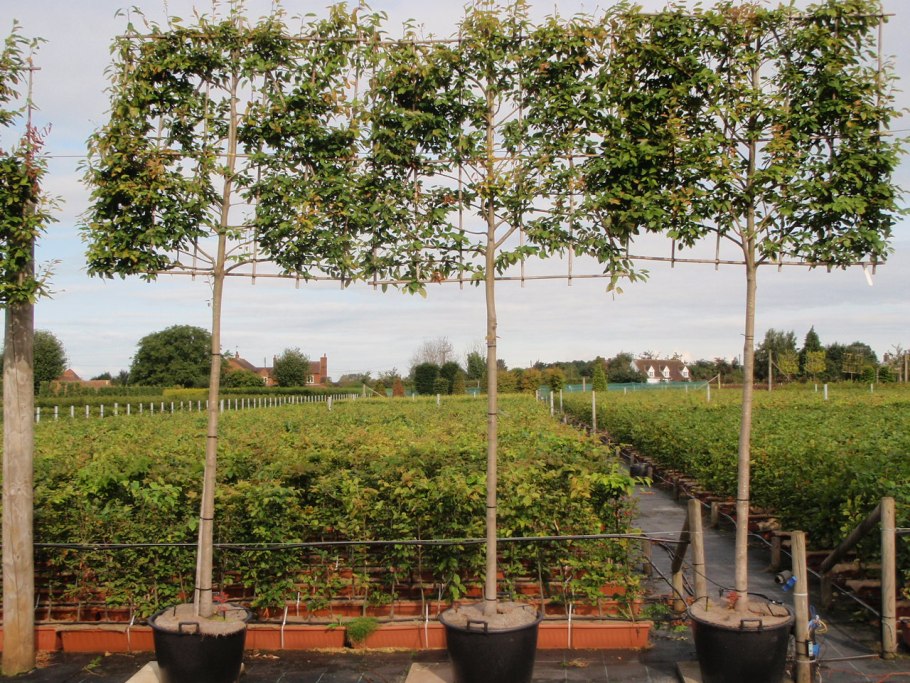 Боярышник (Crataegus oxyacantha)