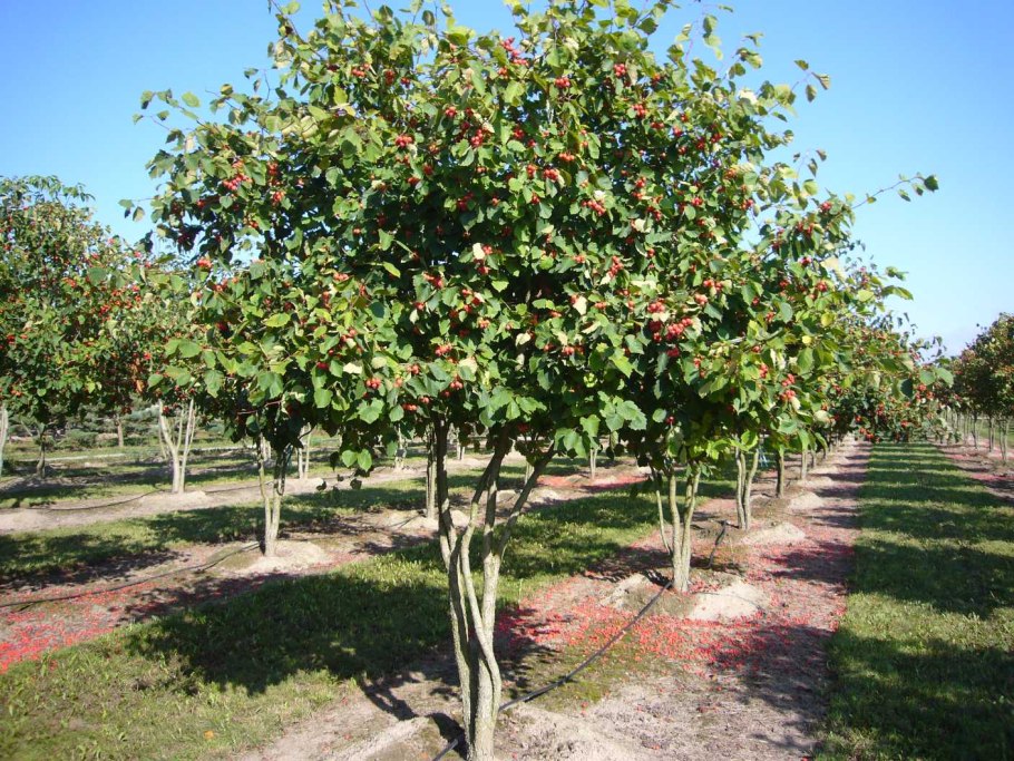 Боярышник сливолистный (Crataegus prunifolia)
