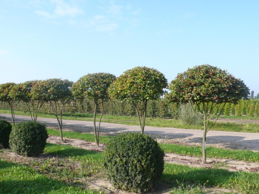 Ирга канадская «штамбовая»