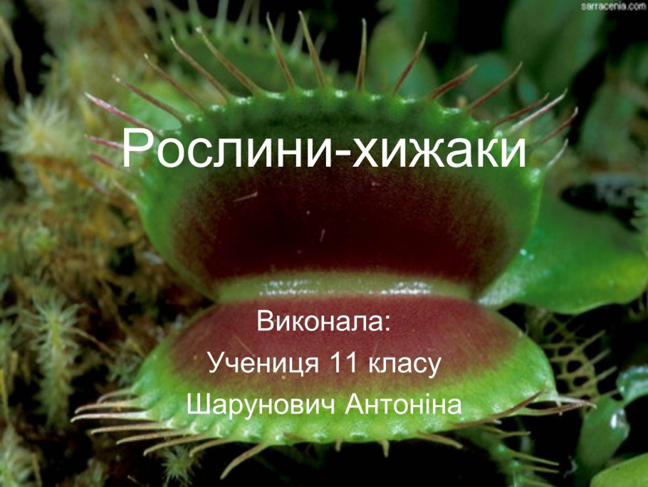 Венерина мухоловка