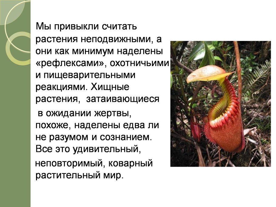 Хищные растения информация