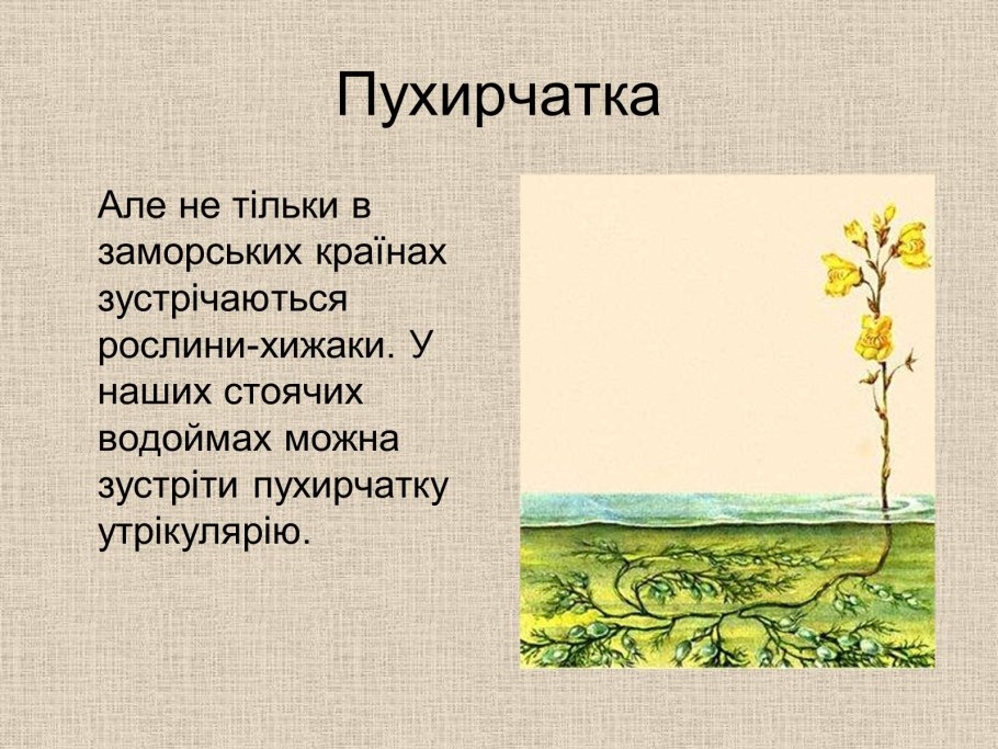 Пузырчатка растение презентация