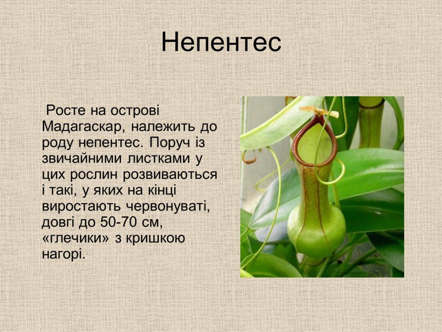 Кувшиночник непентес