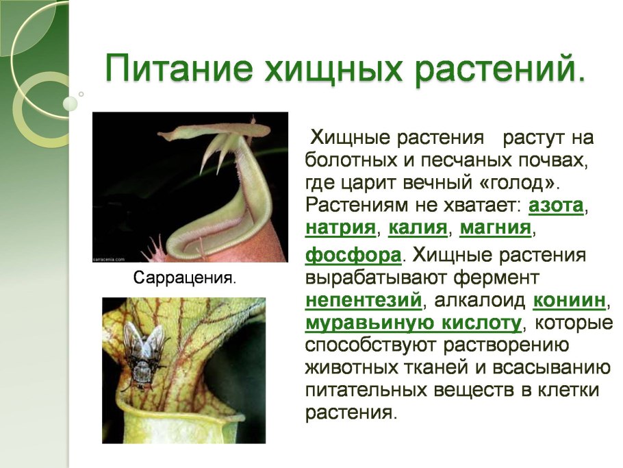 Растения хищники презентация