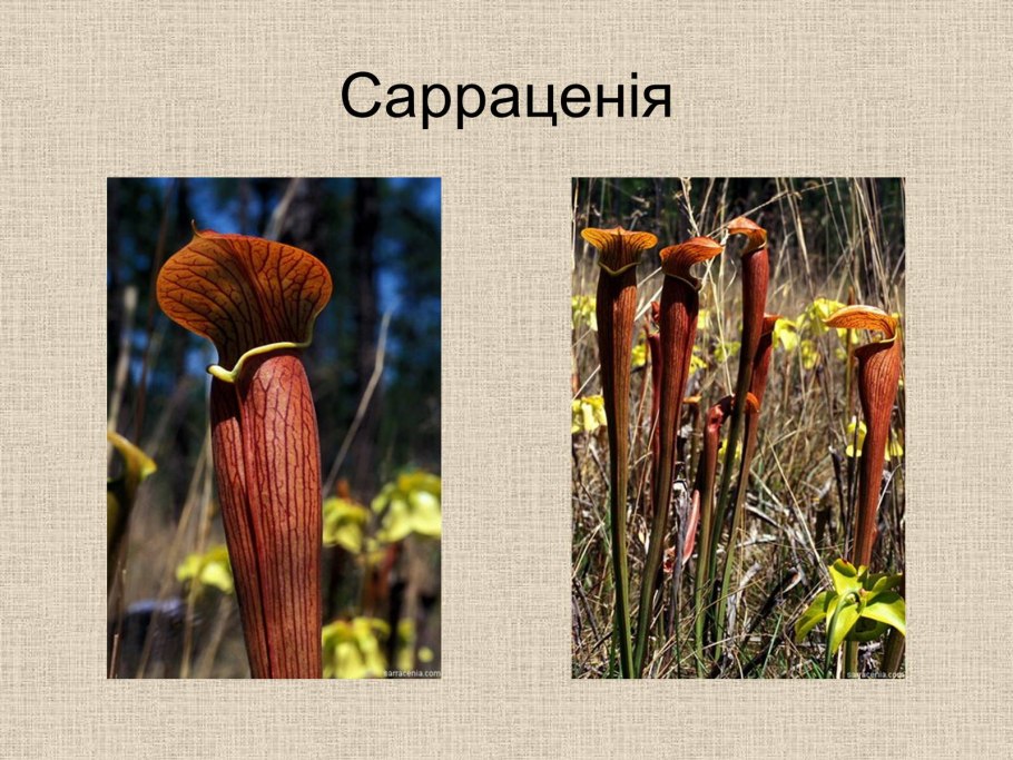 Растения хищники презентация саррацения
