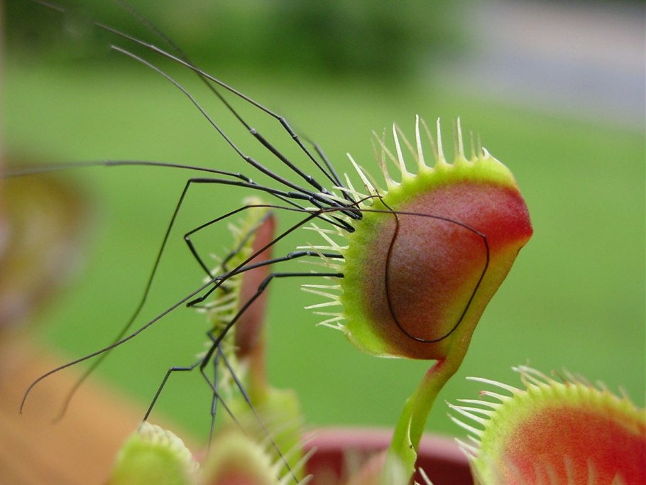 Росянка круглолистная (Drosera rotundifolia)