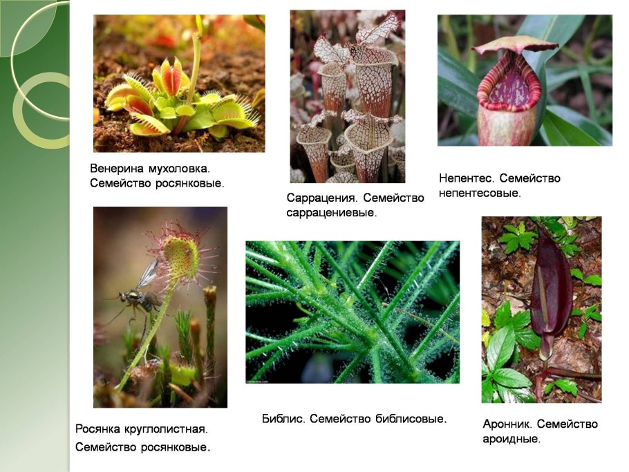 Растения хищники примеры