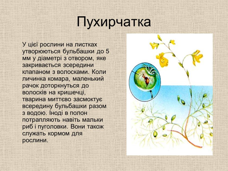 Доклад по биологии на тему растения