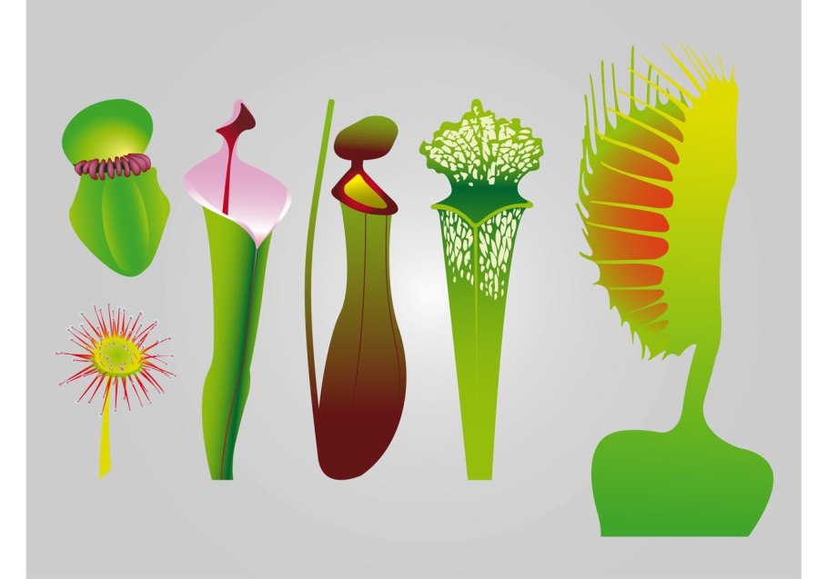 Венерина мухоловка раздражимость