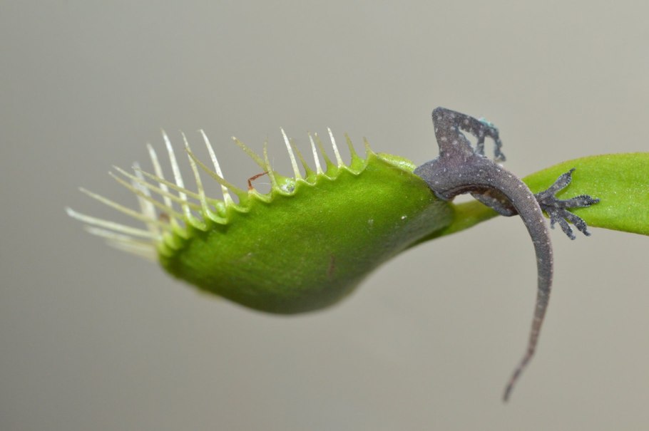 Росянка и Венерина мухоловка