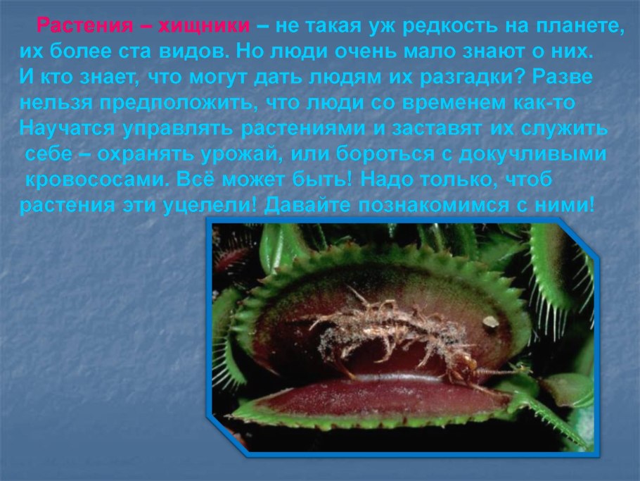 Хищные растения презентация